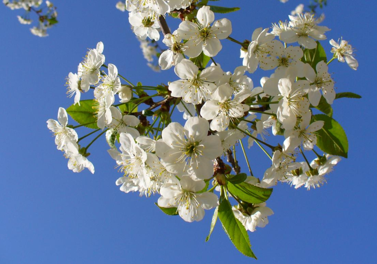 跟课疑惑二：去哪里复制 Huggingface 的 ENDPOINT URL 呢？